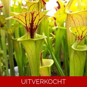 var. cuprea var. cuprea