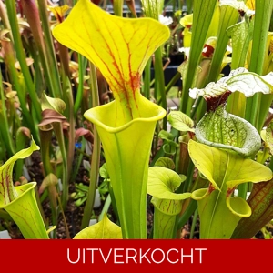 var. flava, Dorchester Co., var. flava, Dorchester Co.,