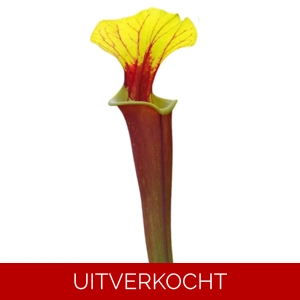 var. rubricorpora F31