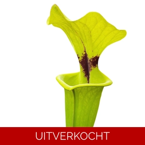 var. rugelii, leucophylla introgression, Blackwater SF var. rugelii, leucophylla introgression, Blackwater SF