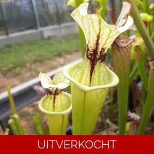 flava var. rugelii x ‘Adrian slack’ Clone A (M. Srba) flava var. rugelii x ‘Adrian slack’ Clone A (M. Srba)