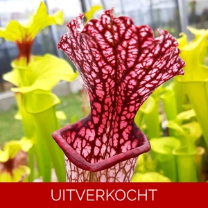 leucophylla 1m pitchers x 'Diane Whittaker' Ian Salter leucophylla 1m pitchers x 'Diane Whittaker' Ian Salter