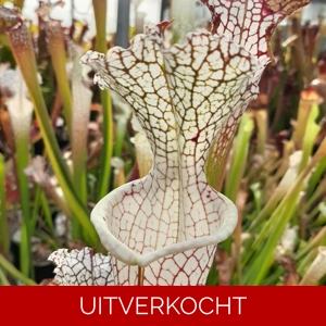 leucophylla, typical leucophylla, typical