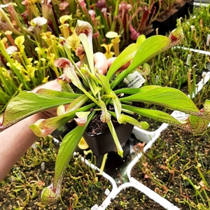 var. okefenokeensis, Liberty Co. var. okefenokeensis, Liberty Co.