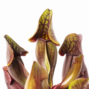 ssp. purpurea ssp. purpurea