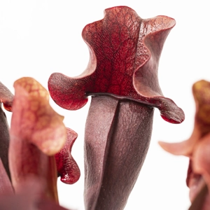 S. x purpurea hybride S. x purpurea hybride