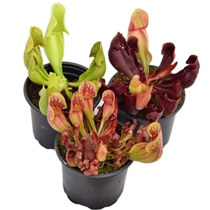 Pakket Sarracenia purpurea winterhard Pakket Sarracenia purpurea winterhard