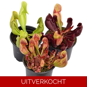 Pakket Sarracenia purpurea winterhard