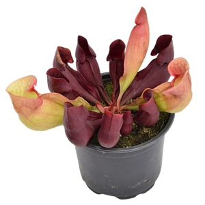purpurea 