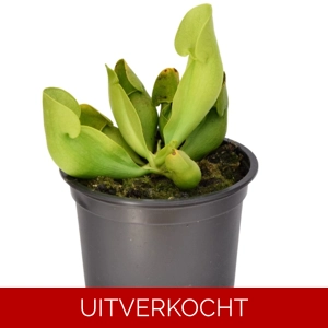 ssp. purpurea f. heterophylla
