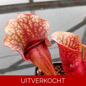 ssp. venosa, “typical” seedgrown plants