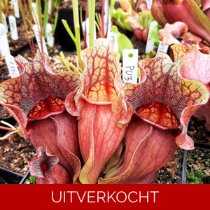 ssp. venosa 