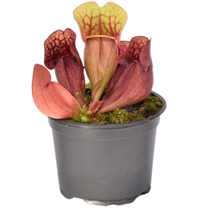 S. purpurea ssp. venosa S. purpurea ssp. venosa