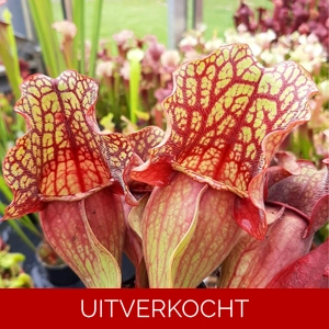 ssp. venosa 