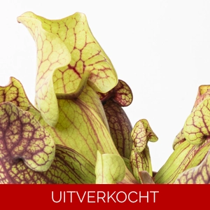 S. purpurea ssp. venosa