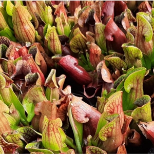 3x ssp. purpurea pakket