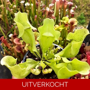 rosea f. luteola x mitchelliana antho free rosea f. luteola x mitchelliana antho free