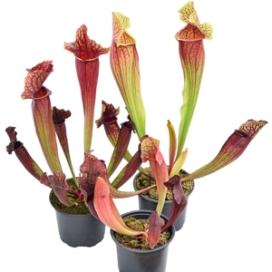 Pakket Sarracenia winterhard Pakket Sarracenia winterhard