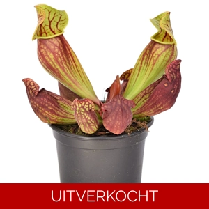 Sarracenia