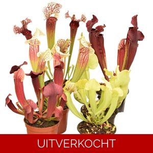 Pakket Sarracenia hybriden winterhard groot