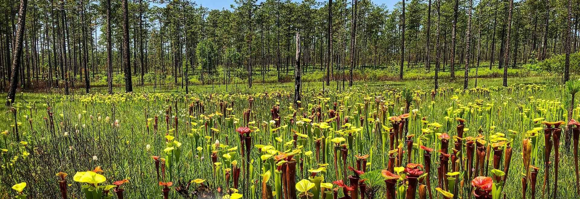 Nieuw met vleesetende planten? Klik voor verzorging.