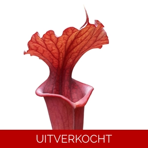 x moorei, red to purple coloured- Dr E König, Clone 1 x moorei, red to purple coloured- Dr E König, Clone 1