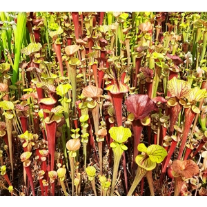 'Waccamaw' x 'Black Veins' (seedgrown individuals)