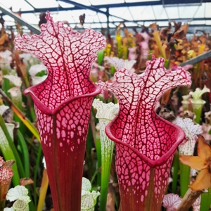 Pensacola, Escambia Co., Fl. 