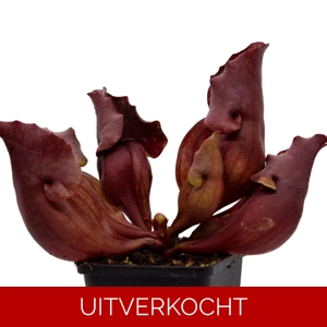 ssp. venosa 