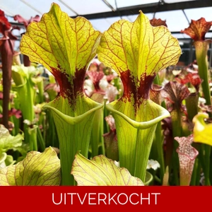 x moorei 'Brooks Hybrid' x moorei 'Brooks Hybrid'
