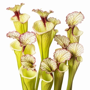x moorei 'Leah Wilkerson' x moorei 'Leah Wilkerson'