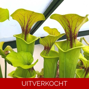 var. flava giant 