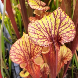 var. rubricorpora; MKF105