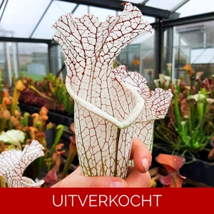 selection, huge mouth, red veins