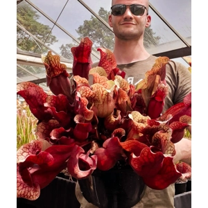 'Chipola Giant' x 'Dresden Giant' (seedgrown individuals, adult single growth point)