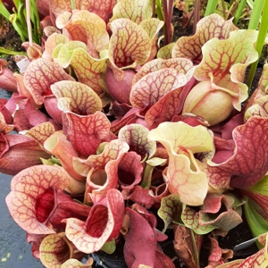 ssp. venosa var. burkii/S. rosea (seedgrown)