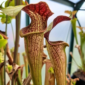 x areolata x areolata