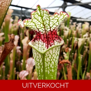 x moorei, seedgrown x moorei, seedgrown