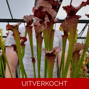 x moorei MKH9 x moorei MKH9
