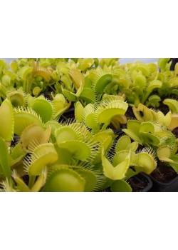 Wat is een vleesetende plant?