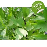 Levisticum officinalis - Lovage herb