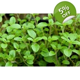 Origanum majorana