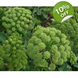 Angelica archangelica