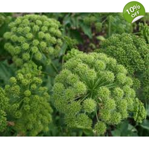 Angelica archangelica