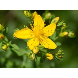 Hypericum Perforatum 
