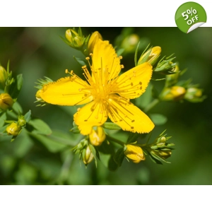 Hypericum Perforatum "TOPAZ"