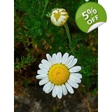 CHAMOMILE, Anthemis nobilis syn. Roman..