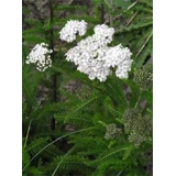 Achillea millefolium  wild form