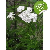 Achillea millefolium  wild form