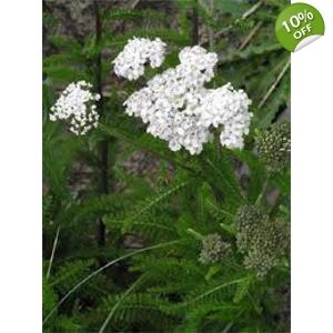 Achillea millefolium  wild form